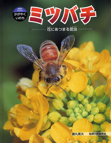 ミツバチ 花にあつまる昆虫/藤丸篤夫/岡島秀治